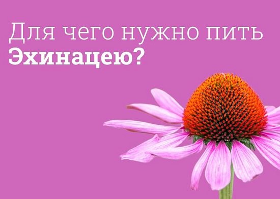 Эхинацея – природная поддержка иммунитета: польза растенияи инструкция по применению